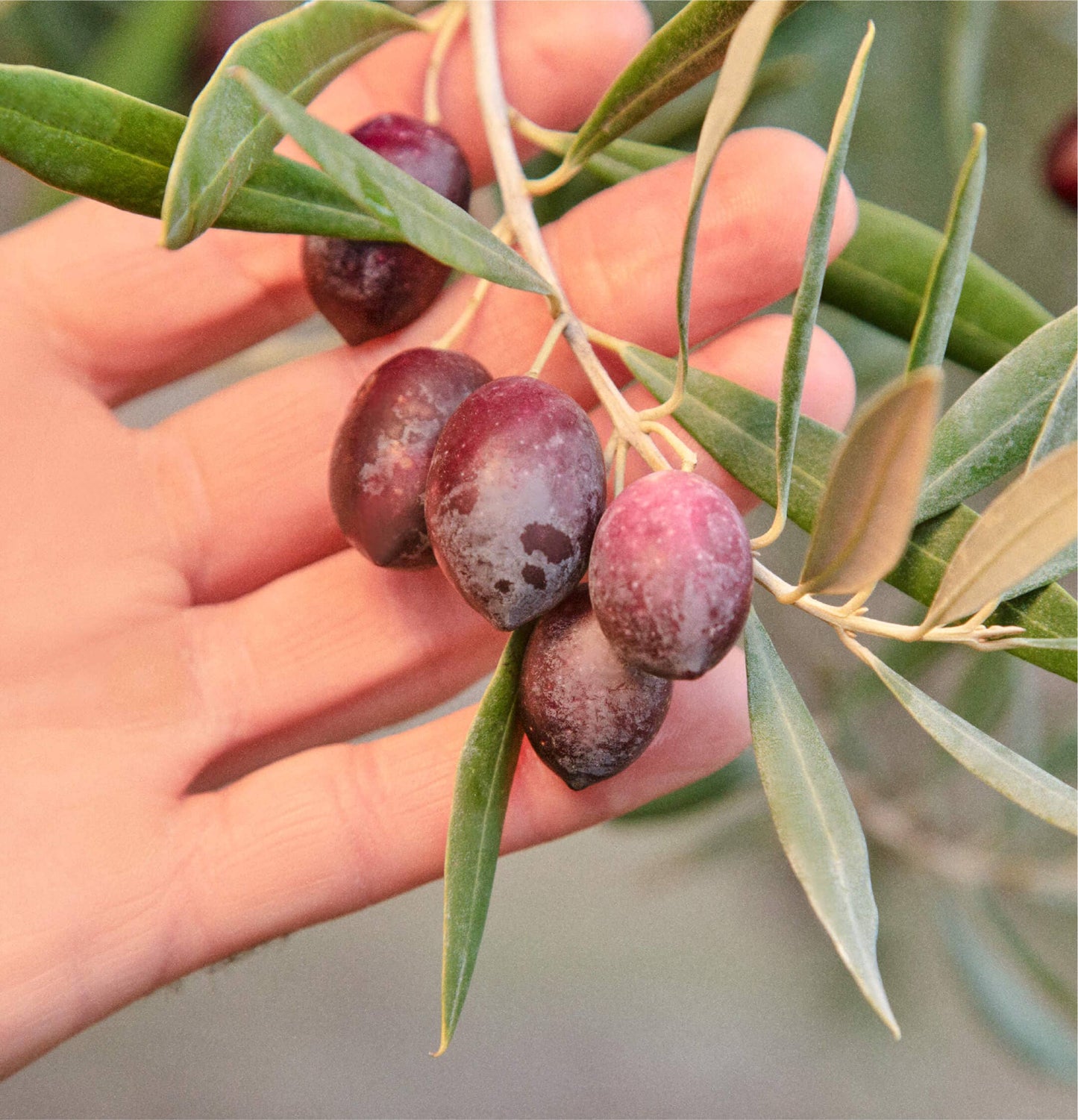 Graza "Sizzle" Extra Virgin Olive Oil